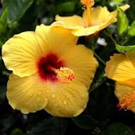Hibiscus Flower Seeds for Planting | Heirloom Non-GMO Organic Garden Seeds, Colorful Display, High Germination
