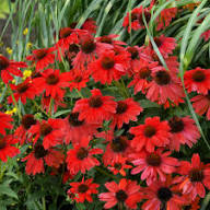 Red Coneflower Flower Seeds for Planting - Sun Loving, Heirloom & Non-GMO Seeds for Home Garden