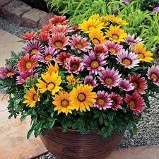 Mixed Colour Gazania Flower Seeds for Planting – Heirloom, Non-GMO, High Germination Organic Garden Seeds