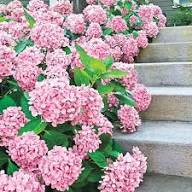 Light Pink Hydrangea Flower Seeds for Planting | Heirloom Non-GMO High Germination Organic Garden Seeds