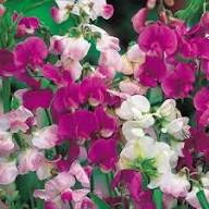 Pea Flower Seeds for Planting | Compact Growth Heirloom Non-GMO High Germination Organic Garden Seeds