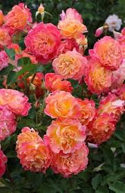 Pink Yellow Rose Flower Seeds for Planting – Heirloom, Non-GMO, Vibrant Colors Organic Garden Seeds