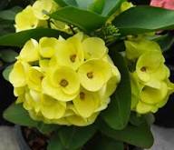Green Euphorbia Milii Flower Seeds for Planting | Heirloom Non-GMO High Germination