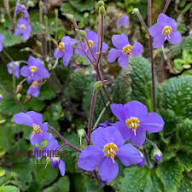 Ramonda Myconi Flower Seeds for Planting | Heirloom Non-GMO High Germination Organic Garden Seeds