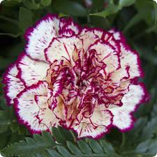 Violet White Carnation Flower Seeds for Planting – Colorful Display, Heirloom, Non-GMO, High Germination Organic Garden Seeds