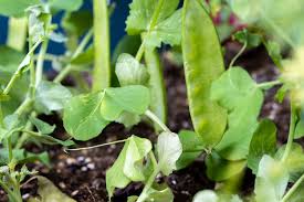 Snow Peas Vegetable Seeds for Planting – Heirloom & Non-GMO Garden Seeds