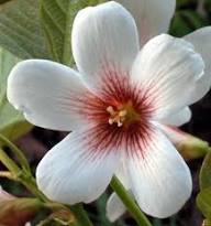 Aleurites Flower seeds for Planting – Long Bloom Season, Heirloom & GMO Free Seeds for Home Garden, High Germination