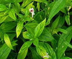 Andrographis Flower Seeds for Planting – Compact Growth, Heirloom Non-GMO High Germination Organic Garden Seeds