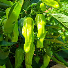 Shishito Peppers flower seeds for planting - Heirloom & Non-GMO Garden Seeds