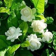 Jasmine Flower Seeds for Planting – Colorful Display Heirloom Non-GMO, High Germination Organic Garden Seeds