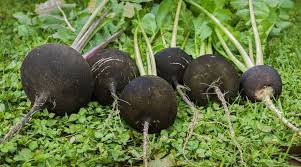 Radish Vegetable Seeds for Planting – Heirloom Non-GMO, Deep Black Roots, High Germination Organic Garden Seeds
