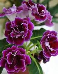 Violet Gloxinia Flower Seeds for Planting – Heirloom, Non-GMO Wildflower Organic Garden Seeds