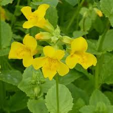 Yellow Mimulus Guttatus Flower Seeds for Planting - Low Maintenance, Heirloom & GMO Free Seeds for Home Garden Non-GMO