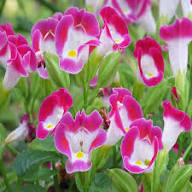 Pink Torenia Flower Seeds for Planting | Heirloom Non-GMO Organic Garden Seeds High Germination