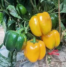 Yellow Pepper Vegetable Seeds for Planting – Heirloom &amp; Non-GMO Garden Seeds