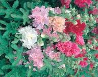 Mixed Hollyhock Double Flower Seeds for Planting – Perfect for Borders, Heirloom, Non-GMO Seeds for Home Garden