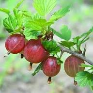 Brown Gooseberry Fruit Seeds – Heirloom Non-GMO, High Germination Organic Garden Seeds for Planting