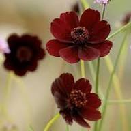 Chocolate Clematis Flower Seeds for Planting – Heirloom Non-GMO, High Germination Organic Garden Seeds