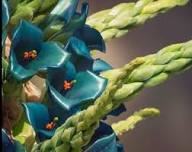 Green Blue Puya Flower Seeds for Planting | Heirloom Non-GMO High Germination Organic Seeds