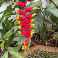 Heliconia Rostrata Flower Seeds – Heirloom Non-GMO Tropical Garden Blooms