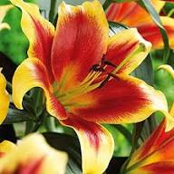 Yellow Red Lilium Flower Seeds for Planting – Heirloom, Non-GMO, High Germination Organic Garden Seeds