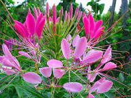 Pink Hatiora Rosea Flower Seeds for Planting - Heirloom, Non-GMO, High Germination Organic Garden Seeds