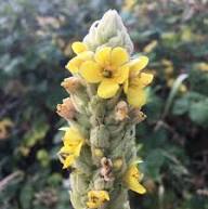 Yellow Woolly Mullein Flower Seeds for Planting - Compact Growth, Heirloom & GMO Free Seeds for Home Garden Non-GMO