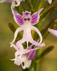 White Man Orchid Flower Seeds for Planting | Heirloom Non-GMO High Germination Organic Garden Seeds