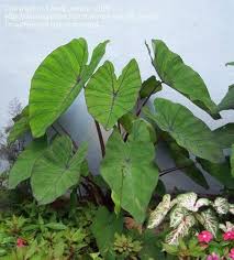 Taro Root Vegetable