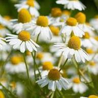 White German Fragrant Flower Seeds for Planting – Heirloom, Non-GMO, High Germination Organic Garden Seeds
