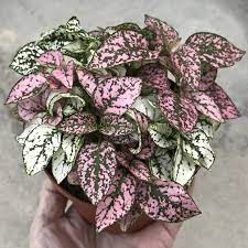 Mix Hypoestes Flower Seeds for Planting | Heirloom Non-GMO High Germination