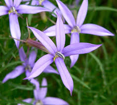 Blue Laurentia Flower Seeds for Planting | Heirloom Non-GMO High Germination