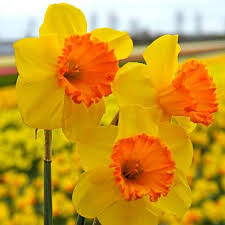 Light Yellow Orange Daffodil Seeds - Heirloom, Non-GMO, High Germination, Premium Quality