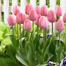Light Pink Tulip Seeds for Planting – Premium Quality, Heirloom, Non-GMO Organic Garden Seeds
