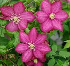Pink Yellow Clematis Flower Seeds for Planting – Heirloom, Non-GMO, High Germination Organic Garden Seeds