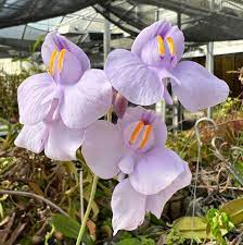 Utricularia Flower Seeds for Planting – Heirloom Non-GMO Cottage Garden Essential Organic Garden Seeds