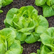 Green Oakleaf Lettuce Seeds for Planting – Heirloom Non-GMO Tender Salad Greens – Organic Garden Seeds, High Germination
