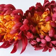 Dark Maroon China Aster Flower Seeds for Planting – Wildflower Mix Heirloom Non-GMO High Germination Organic Garden Seeds