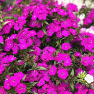 Purple Pink Linifolium Flower Seeds for Planting – Heirloom Non-GMO High Germination Organic Garden Seeds