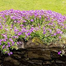 Aubrieta Flower Seeds for Planting – Heirloom, Non-GMO, High Germination Organic Garden Seeds