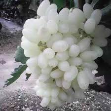 White Grape fruit seeds for planting - Heirloom & Non-GMO Garden seeds