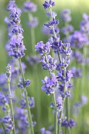 Munstead Lavender Flower Seeds for Planting | Heirloom Non-GMO High Germination Organic Garden Seeds