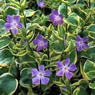 Blue Vinca Periwinkle Flower seeds for Planting – Seasonal Bloomer, Heirloom & GMO Free Seeds for Home Garden, High Germination