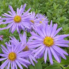 Aster Alpinus Flower Seeds