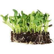 Sunflower Microgreens Flower Seeds for Planting Heirloom Non-GMO High Germination Organic Garden Seeds
