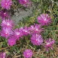 Pink Delosperma Flower Seeds for Planting – Heirloom, Non-GMO, Vibrant Organic Garden Seeds