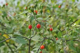 Chiltepín Pepper Vegetable Seeds for Planting – Heirloom non-GMO seeds, fiery peppers for spice lovers