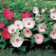 Mixed Rose Mallow Flower Seeds for Planting – Heirloom, Non-GMO, High Germination Organic Garden Seeds