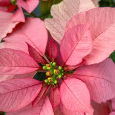 Light Pink Euphorbia Pulcherrima Flower Seeds for Planting – Heirloom Non-GMO, High Germination Organic Garden Seeds