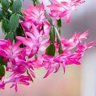 Peach Zygocactus Truncatus Flower Seeds for Planting – Heirloom, Non-GMO, High Germination Organic Garden Seeds